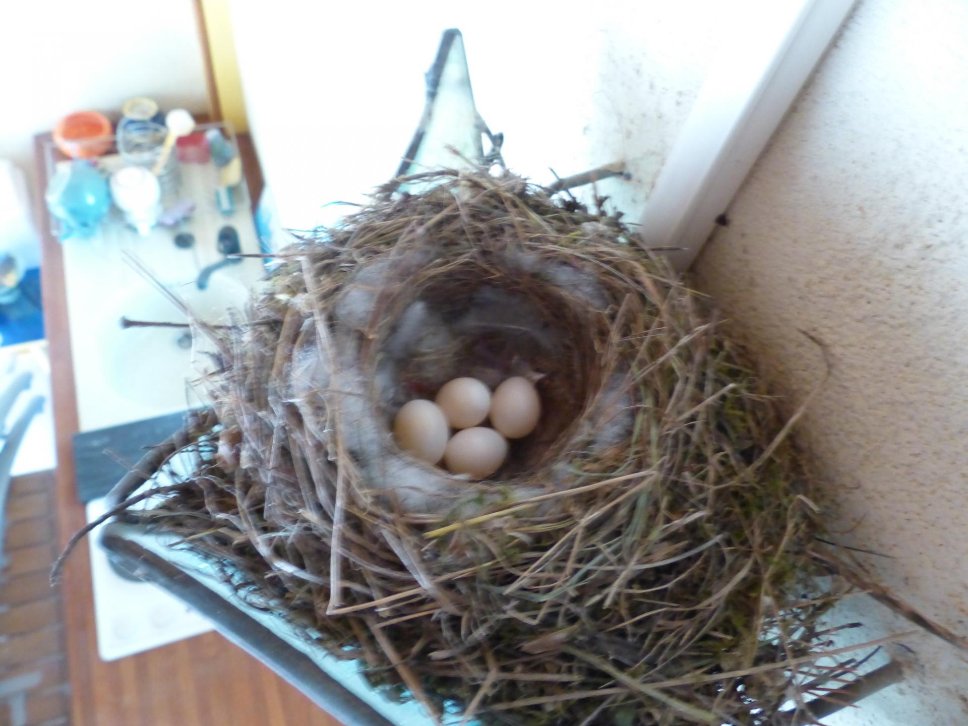 Nest mit 4 Eiern