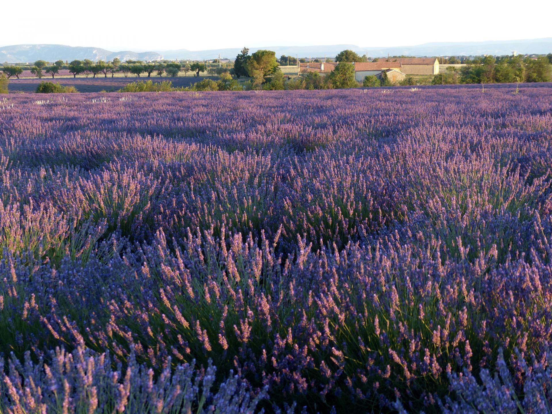 Dans les champs de lavande