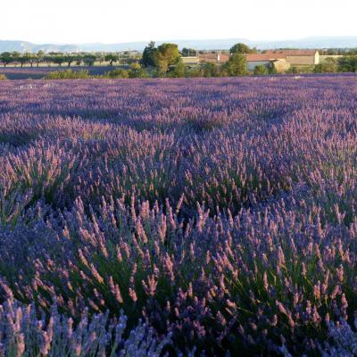 Dans les champs de lavande